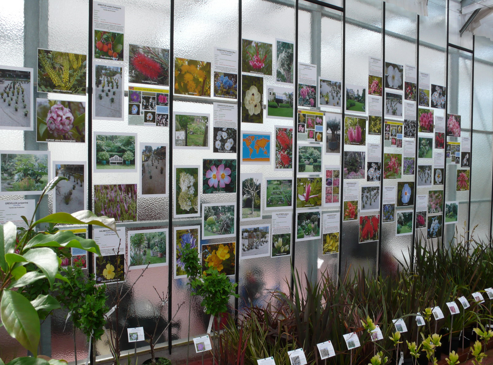 Mur de photos dans la serre de vente